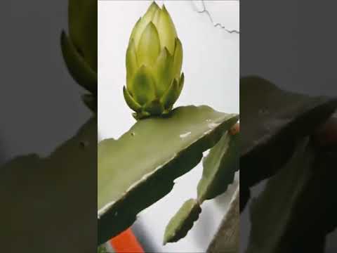 Dragon Fruit progress#shorts