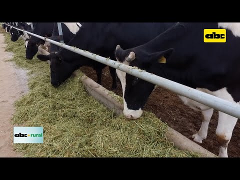 Cómo extender los picos de producción en vacas lecheras