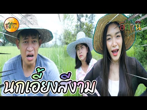 ซีรี่ส์อีสานนิทานก้อม-นกเอี้ยง ซีรี่ส์อีสานนิทานก้อม-นกเอี้ยง