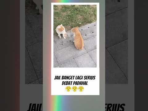 Oren emang kucing random #kucing #videolucu #fyp