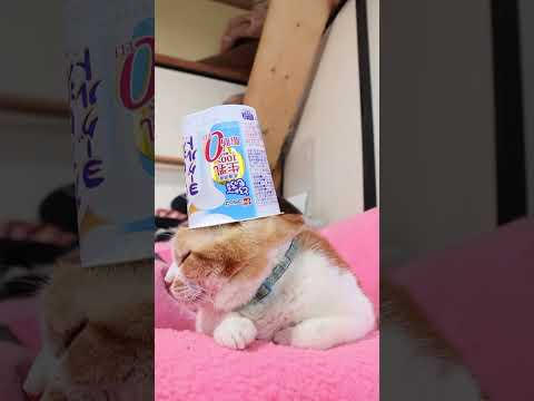 猫の動画サムネイル - カスピ海ヨーグルト®　脂肪ゼロ　250530　#のせ猫 #ねこ #cat #ネコ #猫のいる暮らし