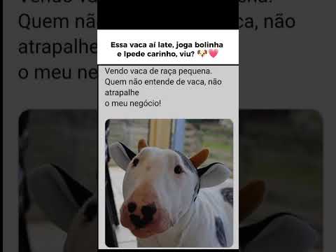 Essa vaquinha nasceu diferente,ela late e morde,uma espécie rara de vaca
