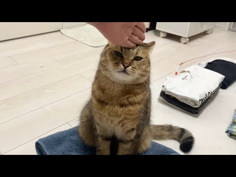 洗い立て洗濯物にお尻をつける猫と制裁チョップのかわいい動画 サムネイル