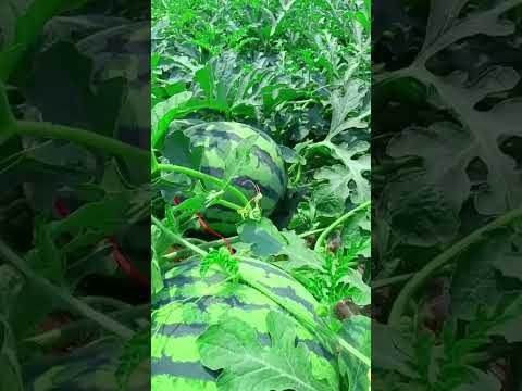 Menanam Semangka Menjalar ditanah