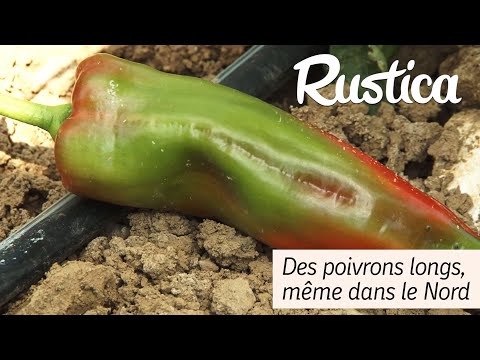 Cultiver des poivrons longs, même dans le Nord