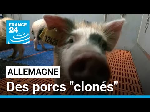 Allemagne : des porcs clonés pour pallier la pénurie d'organes • FRANCE 24