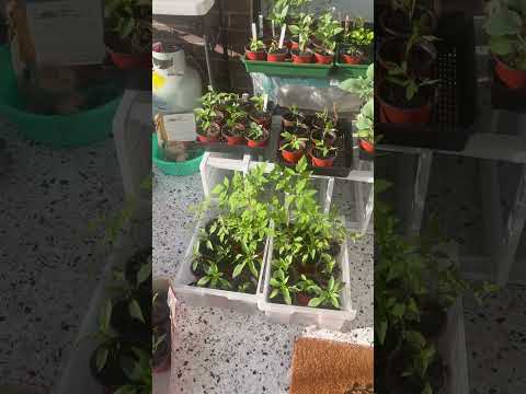 #seedling#tomato #chilli