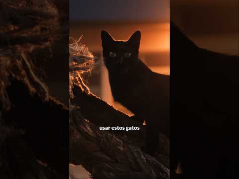 PROHIBEN los GATOS NEGROS!!!