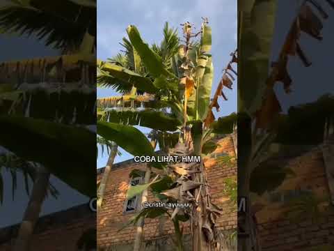 😨😱#berkebun #update #kebun #tipstanaman #shorts #diygarden #daurulang #tanaman #fyp #beranda #viral