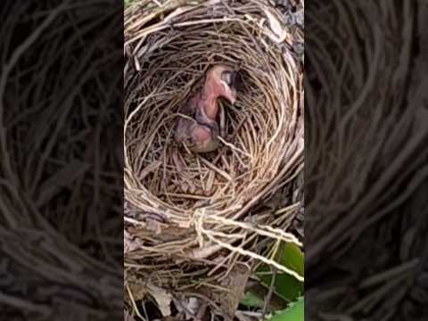 baby bird limp