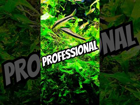 PROFESSIONAL Aquarium CLEANING #exoticaquariumfish 