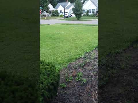 chú thỏ đáng yêu, Mỹ ko ai bắt thỏ ăn thịt hết nha