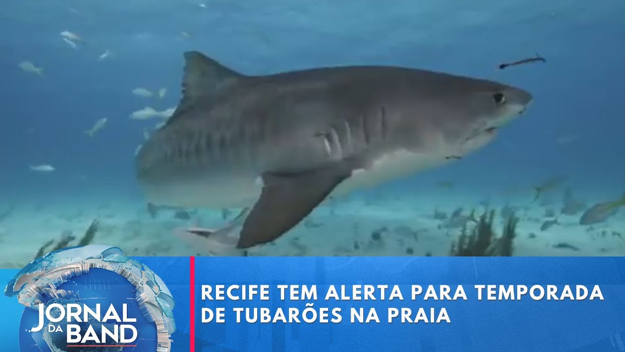 Recife tem alerta para temporada de tubarões na praia | Jornal da Band