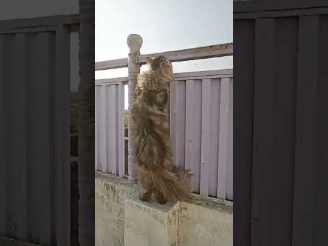 "Love at First Sight" #shorts #shortsfeed #cat