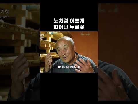 눈처럼 이쁘게 피어난 누룩꽃 #알고e즘 #shorts