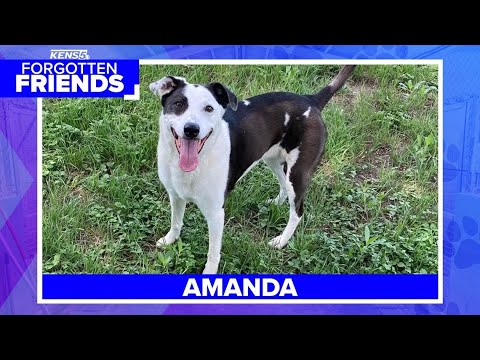 Senior heeler mix named Amanda surrendered to shelter after her human went to assisted living | Forg