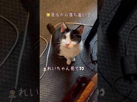 先生の癒し、頑張る源、先生の家猫も大変だにゃぁれいちゃん。#shorts #猫 #猫のいる暮らし #cat #保護猫