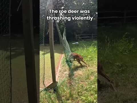 This male roe deer was going crazy!
