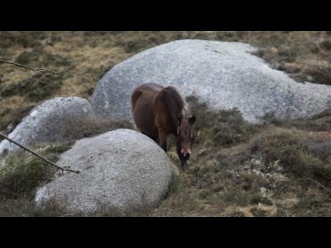 Manadas de caballos salvajes en la Serra do Xistral (Lugo)
