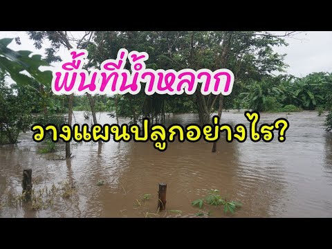 วางแผนปลูกอย่างไรดีบนพื้นที่น