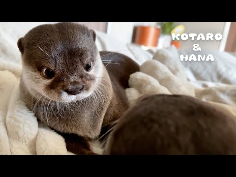 プチ喧嘩してムッ!としてる顔が人間みたいなカワウソ One Otter’s Glance is Another Otter’s Stink Eye