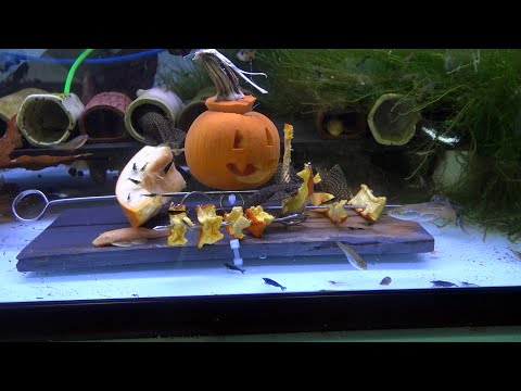 Can You Feed Pumpkin to Your Aquarium Fish? How to Here is a link to buy a dehydrator, I highly recommend you get one to save money when buying fresh f