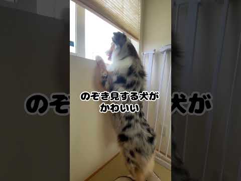 近所の会話を盗み聞き#犬#犬のいる暮らし #オーストラリアンシェパード #中型犬#かわいい#癒し#dog #aussie#australianshepherd