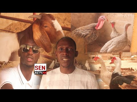 AGRO-ELEVAGE: en 8mois seulement, ils voient leur rêve se réaliser avec succès