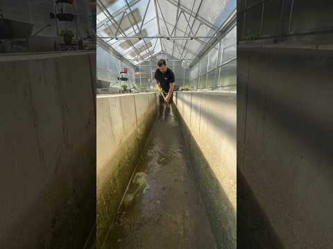 Pressure washing my fish troughs! 