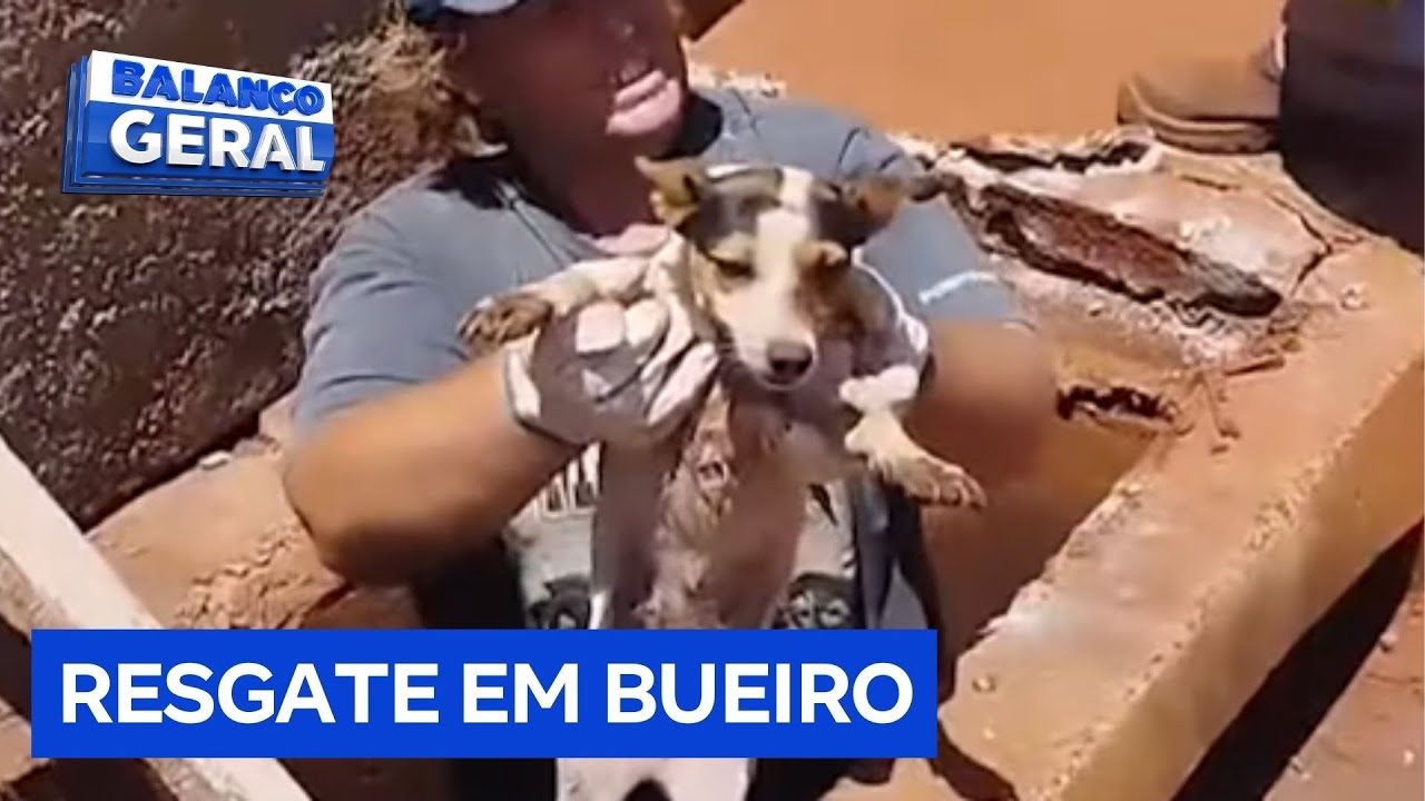 Cachorro é resgatado de bueiro
