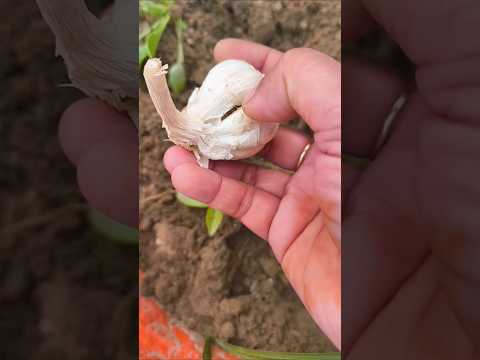 याद रहे पैसा कितना #gardening #terracegarden #ytshort #motivation
