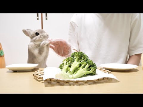 野菜好きのうさぎさんと飼い主でブロッコリーを一房食べきったった
