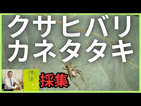 【クサヒバリ・カネタタキ】採集