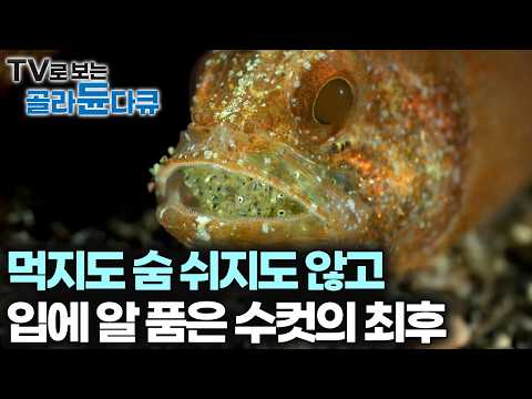 열흘이 넘도록 먹지도 못한 채 입안에 알을 품고 새끼를 키워내는 헌신 물고기, 부화까지 잠들지 못한다｜<strong>자연</strong> 다큐｜다큐프라임｜#골라듄다큐