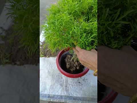 Scenery plant 🪴 || #garden #terrace #trending #shorts #fyp #plants #vegetables #yt