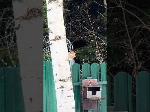 #леснаягостья #белочка