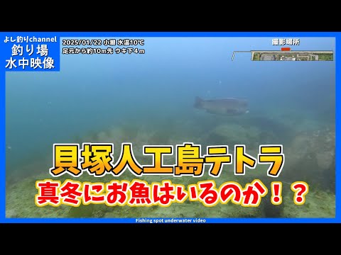 【真冬にお魚はいるのか！？】水温は最低レベル... 大阪の釣り場  貝塚人工島テトラ  2025年1月 真冬の水中映像  No.411