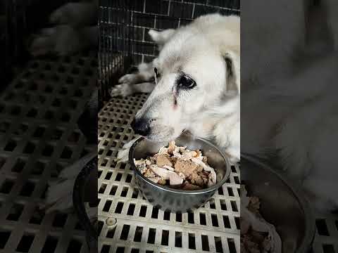 老蘇都是固定使用同一品牌的老犬飼料，避免不同的飼料造成狗狗腸胃不適應，泡軟後加入任何寵物罐頭及鮮食，若有胃口不佳或挑食的狗狗，家樂福的烤雞非常好用