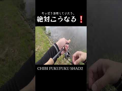 デカバスはいつも掴めない❕#shorts #bassfishing #バス釣り #おかっぱり #右巻き大好き