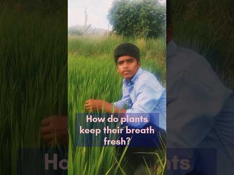 How Do Plants Keep Their Breath Fresh? 🌿😄 | Funny Nature Joke | Plant Humor #Shorts #ytshorts