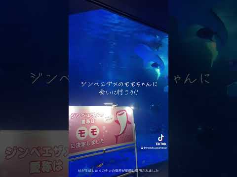 のとじま水族館から避難していた子達がほとんど帰ってきました！ジンベエザメのモモちゃんも加わり、復活です！#のとじま水族館 #能登半島地震 #能登　#水族館 #aquarium