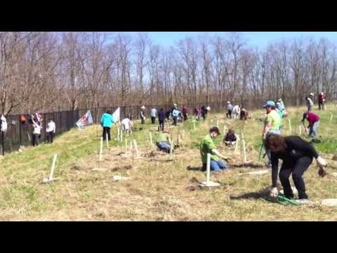 Sierra Club Ontario - Birchwood Park Tree Planting