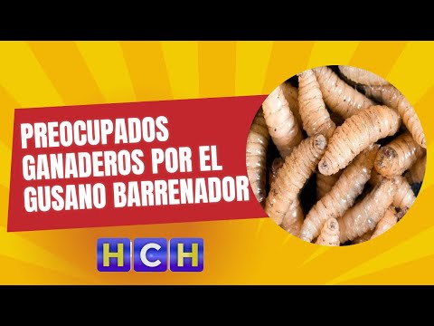 Preocupados ganaderos de Olancho por el Gusano Barrenador