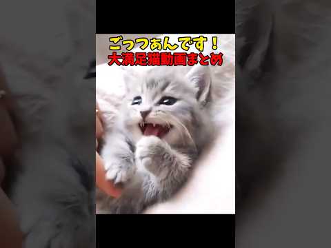 猫の動画サムネイル - ごっつぁんです☺️ #猫 #cat #cats #cute