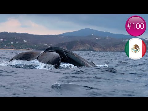 ON A VU DES BALEINES AU MEXIQUE ! (VLOG #100)