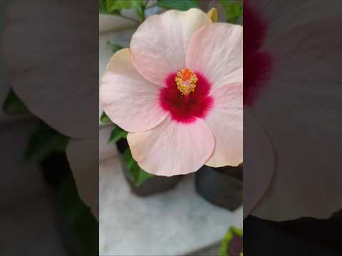 5 beautiful flowers जो गार्डन की शोभा बढ़ाते हैं #garden #flowers #houseplants #ytshort