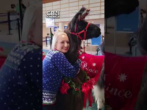 A major airport introduces two therapy llamas #Oregon #therapyllamas #GBNAmerica #GBNews