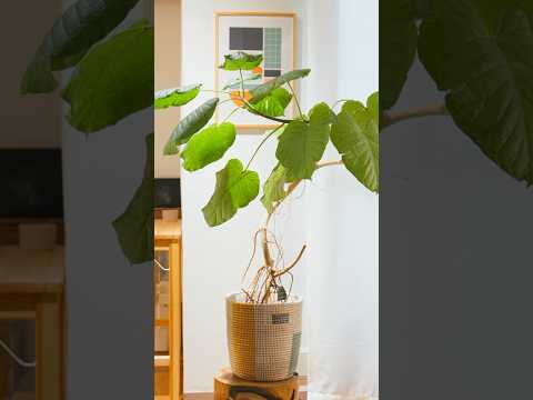 ウンベラータのお世話　#観葉植物 #plants #shorts
