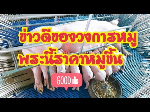 ข่าวดีของวงการหมูพระนี้ราคาหม