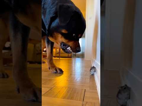 "NOT MY HAMSTER!" Cat Defends Rodent, Dog Retreats in SHOCK 👑🐹😱
